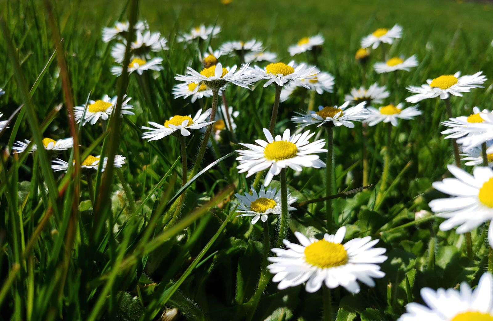 LG G7 THINQ sample photo. Flower, yellow, meadow photography
