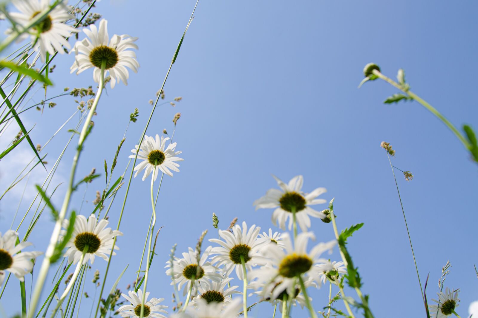 Nikon D7000 sample photo. Daisies, meadow, flower meadow photography