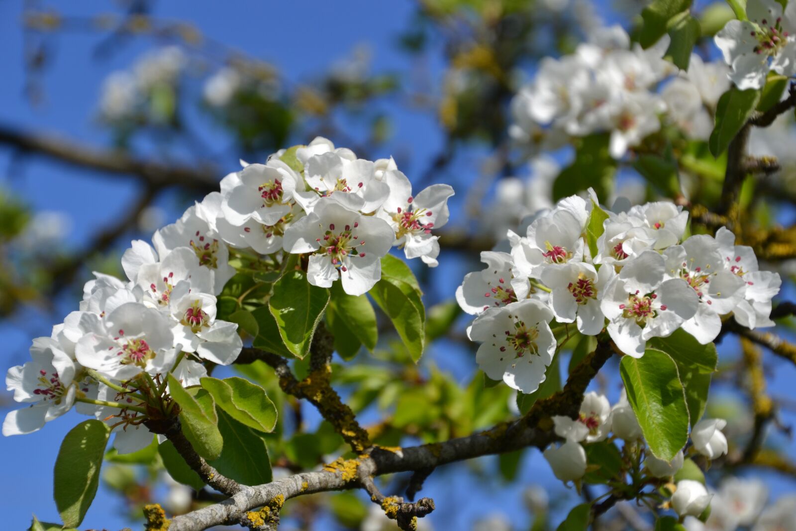 Nikon D3100 sample photo. Tree, flowers, spring photography