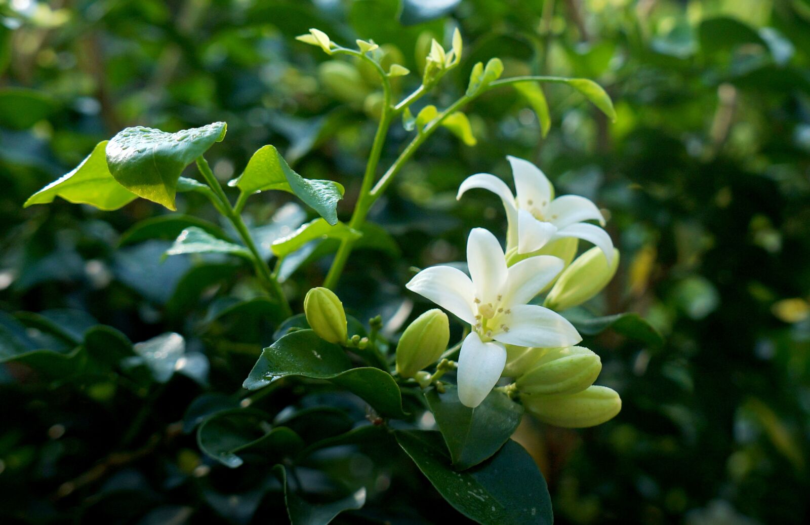 Sony Alpha NEX-F3 + Sony E 18-55mm F3.5-5.6 OSS sample photo. White flowers, laurel, bunches photography