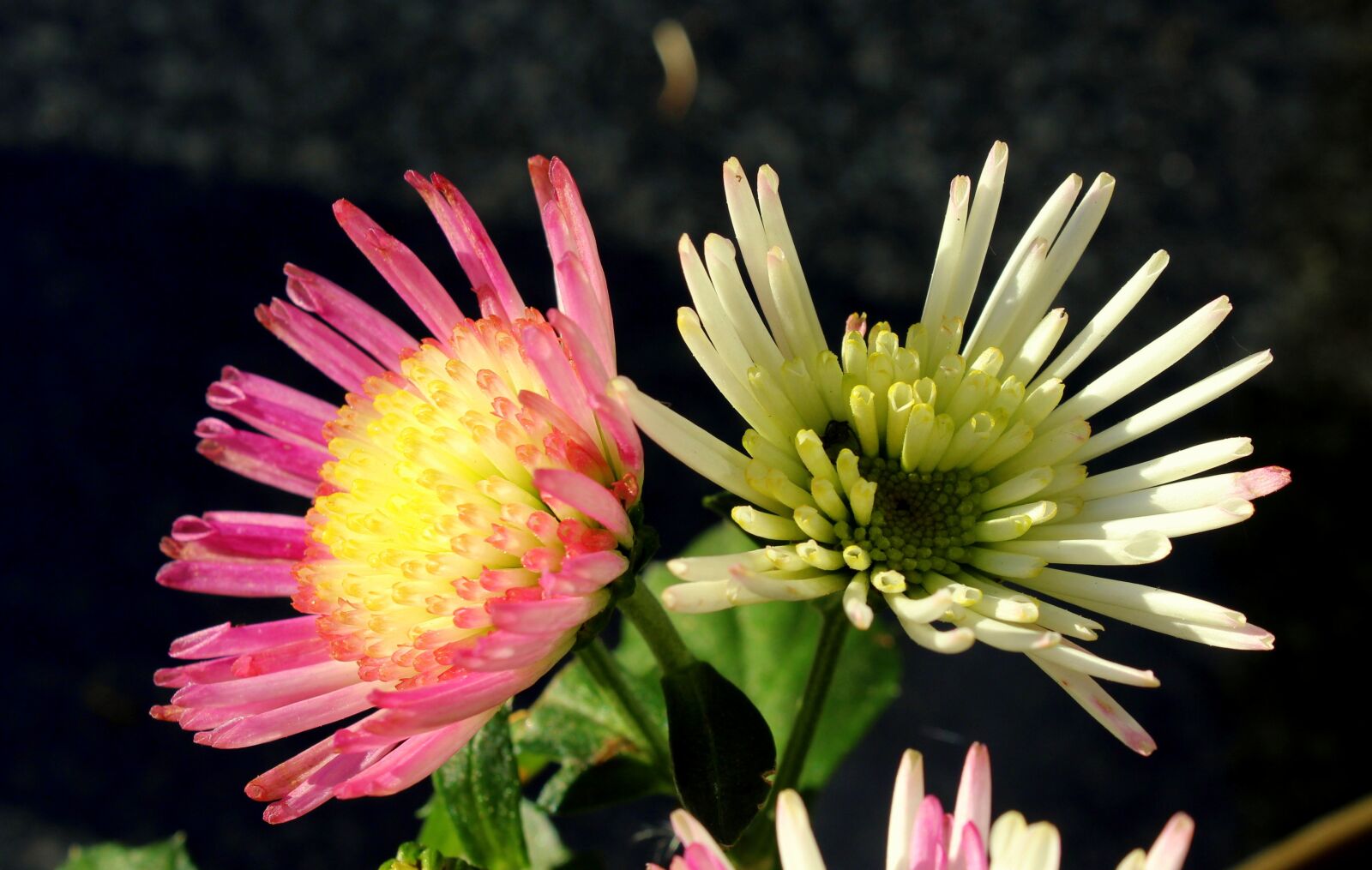 Canon EOS 1200D (EOS Rebel T5 / EOS Kiss X70 / EOS Hi) sample photo. Flowers, autumn, in the photography