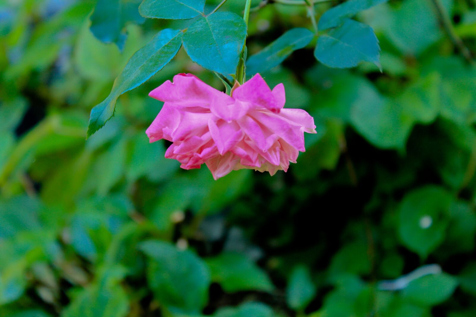 Canon EOS 1200D (EOS Rebel T5 / EOS Kiss X70 / EOS Hi) sample photo. Flower, nature, blossom photography