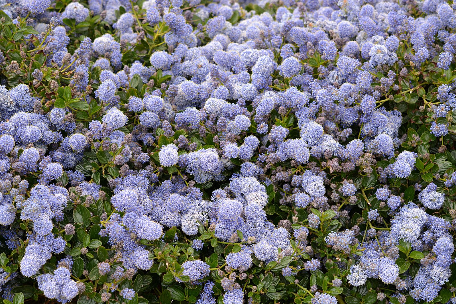 Nikon D5200 sample photo. Flowers, bowls, blue photography