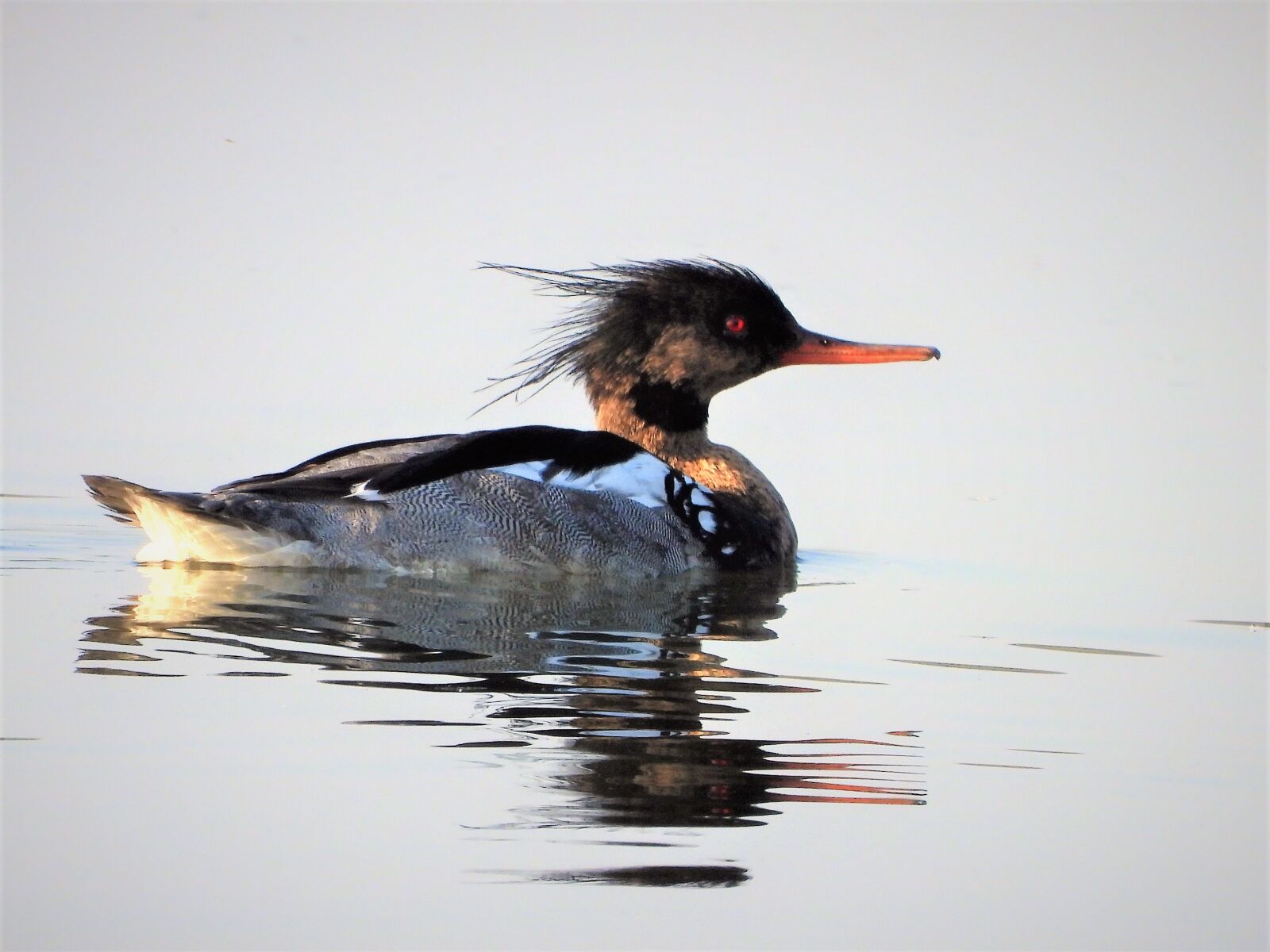 Nikon Coolpix P1000 sample photo. Merganser, waterfowl, duck photography