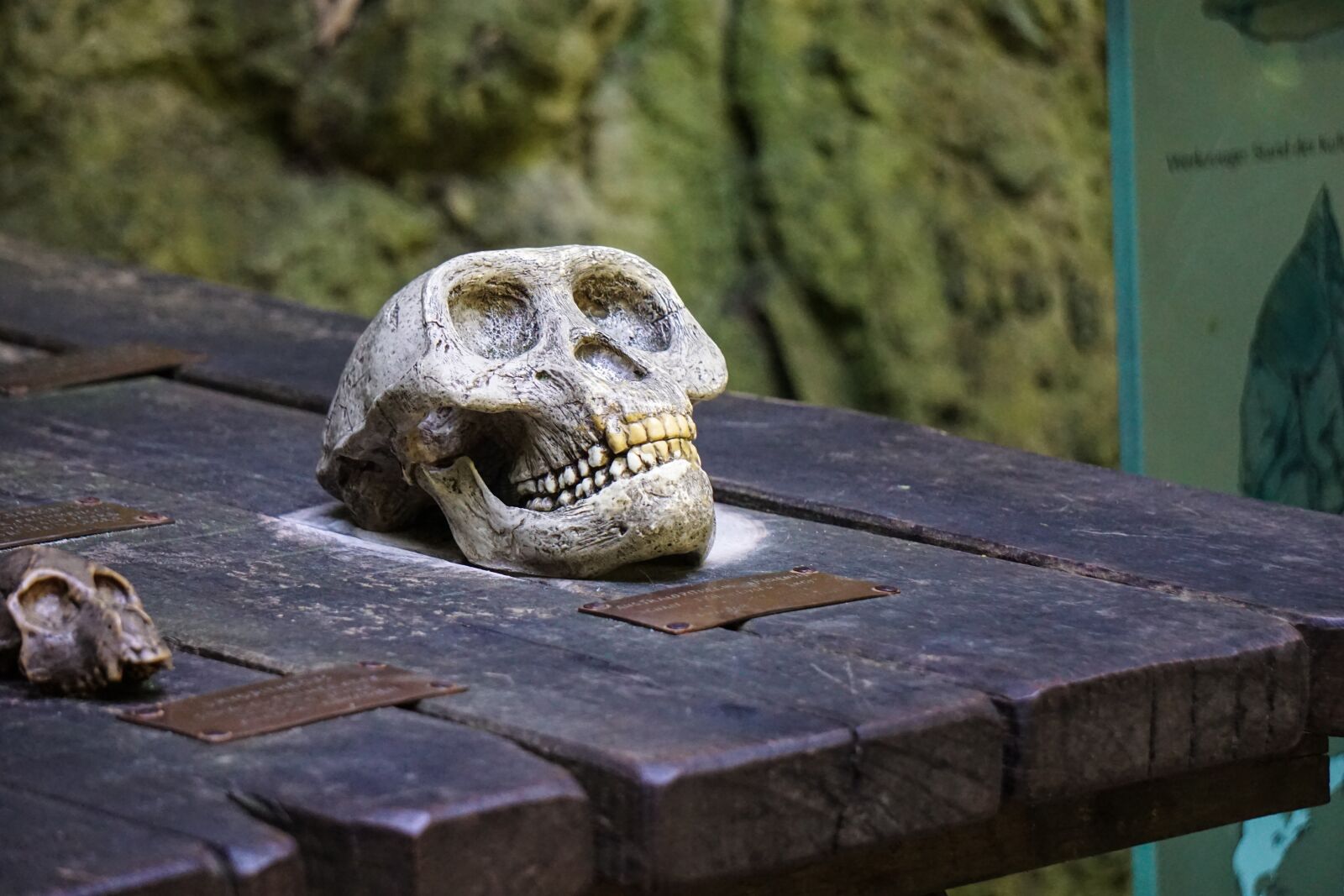 Sony E 55-210mm F4.5-6.3 OSS sample photo. Ape, skull, skeleton photography