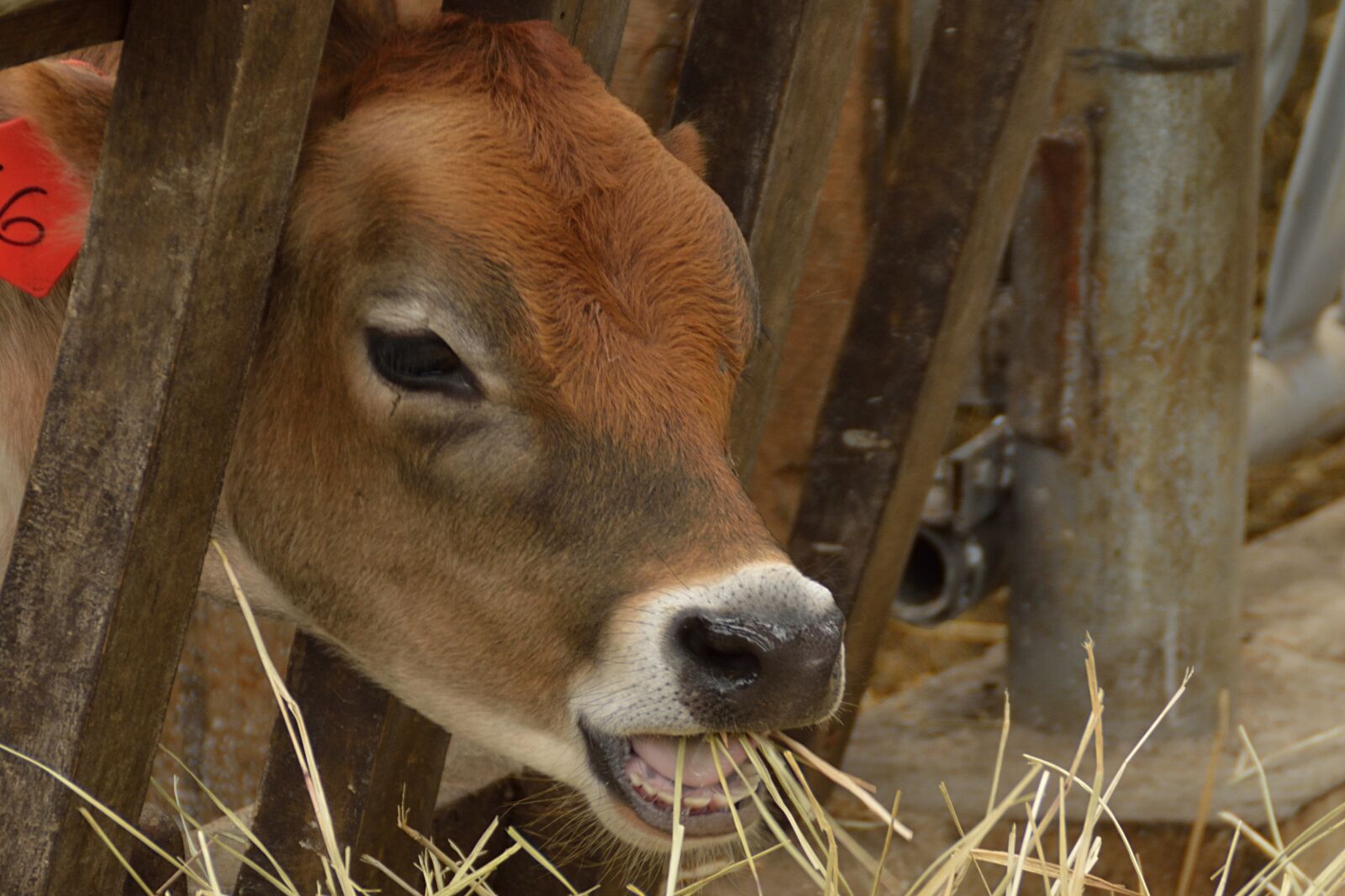 Nikon D3200 sample photo. Livestock, agricultural, agriculture photography