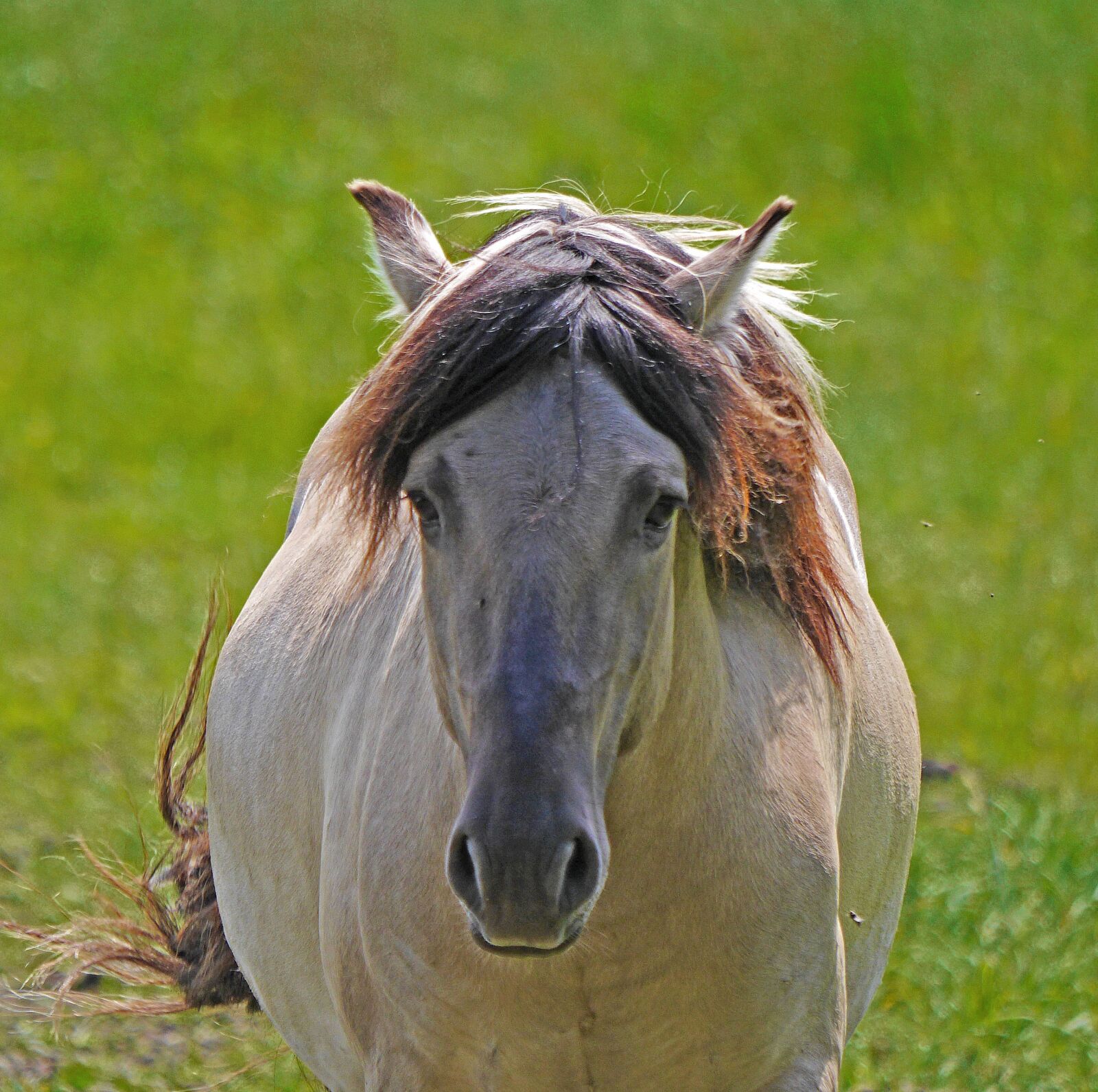Panasonic Lumix DMC-GH3 sample photo. Konik, wild horse, head photography