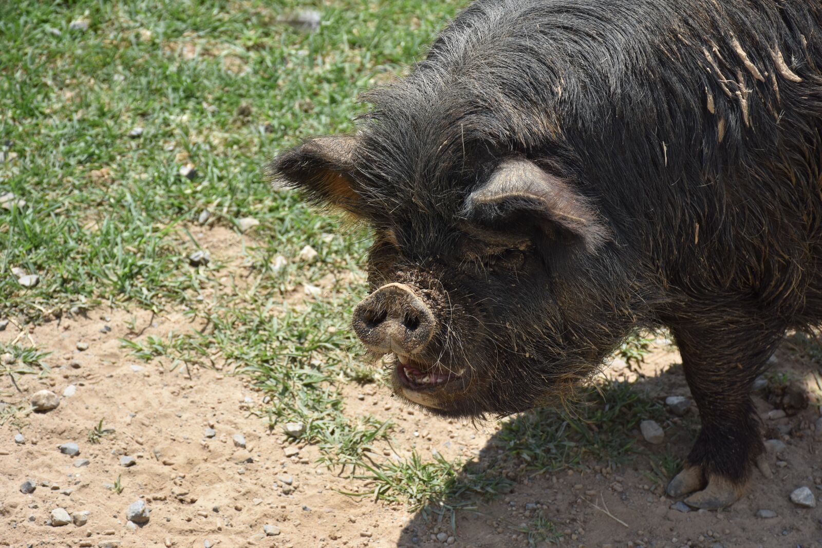 Nikon D7200 sample photo. Pig, animal, cute photography