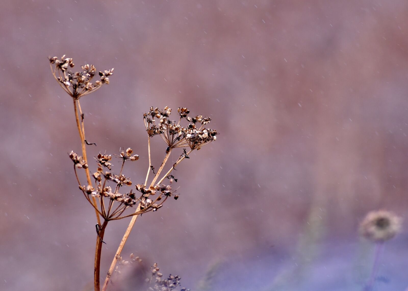 Nikon D500 sample photo. Twigs, seeds, overblown photography