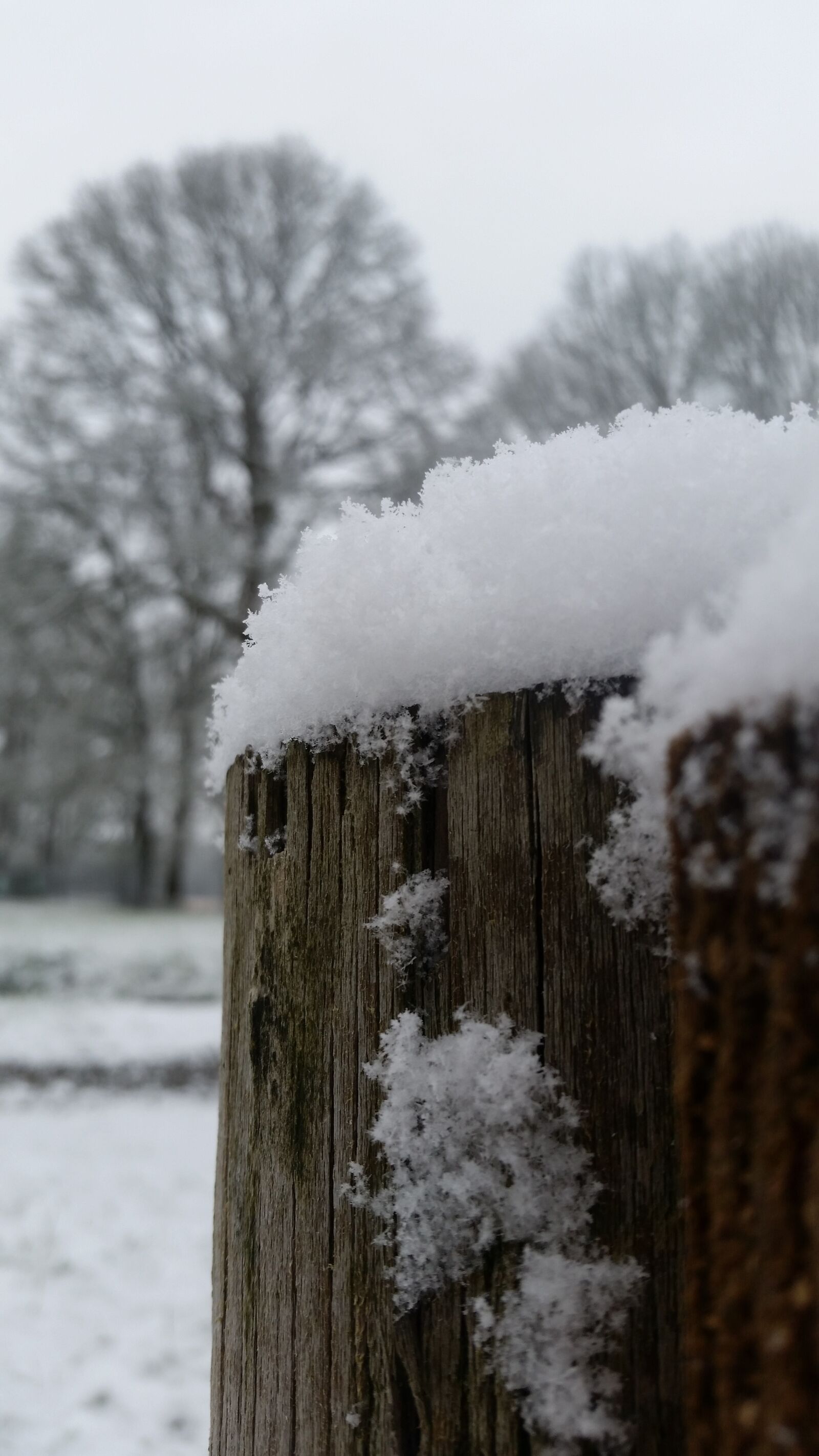Samsung Galaxy S5 sample photo. Winter, snow, frost photography