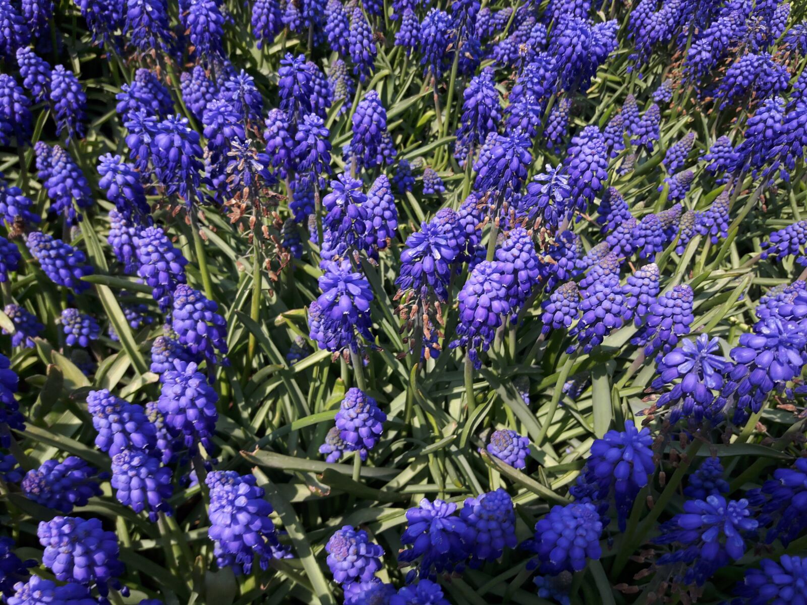 Samsung Galaxy A8 sample photo. Hyacinth, purple, garden photography