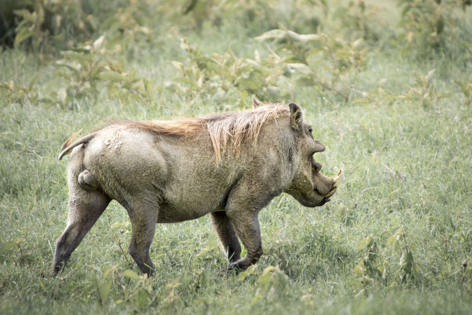 Nikon D3S sample photo. Animal, warthog, wild photography