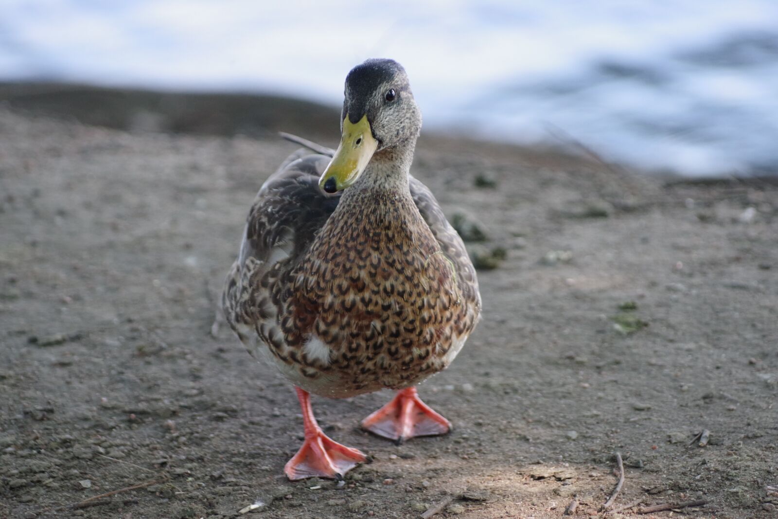 Pentax K-70 sample photo. The birds, wild animals photography