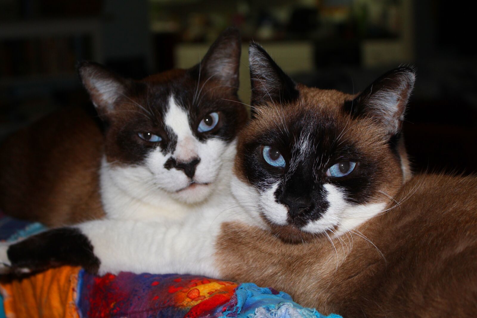 Canon EOS 700D (EOS Rebel T5i / EOS Kiss X7i) sample photo. Cats, sealpoint, cute photography