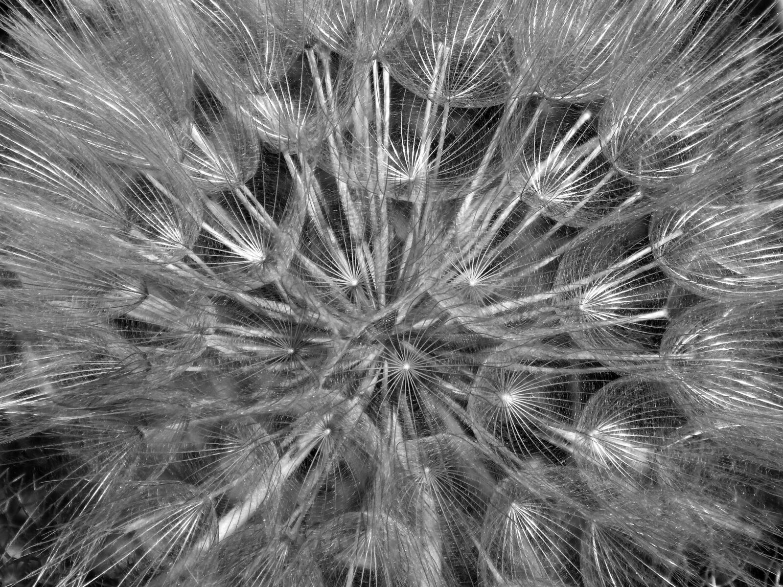 Panasonic DMC-FZ62 sample photo. Dandelion, angelito, seed photography