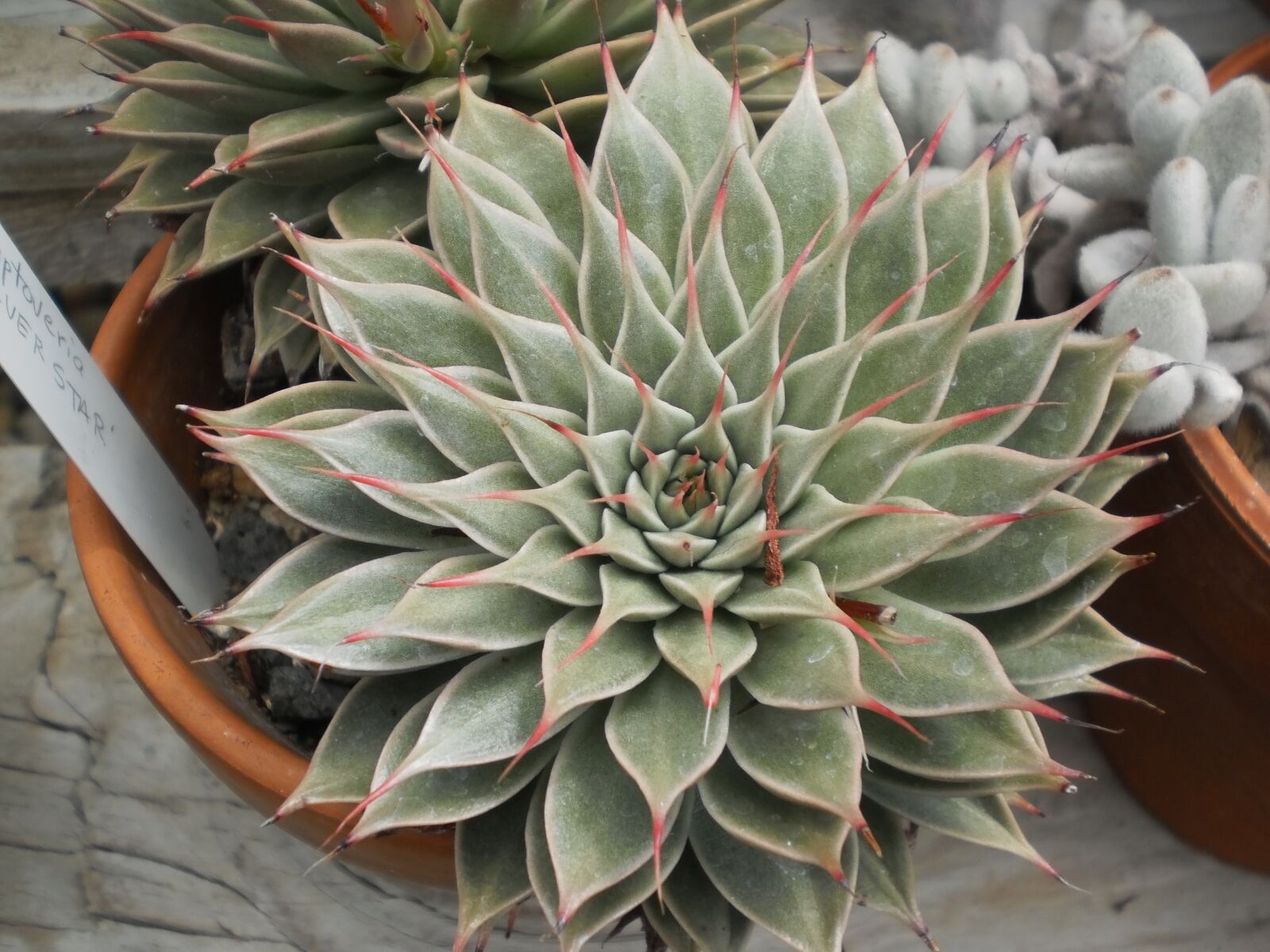 Olympus T105,T100,X36 sample photo. Green house, cactus, flora photography