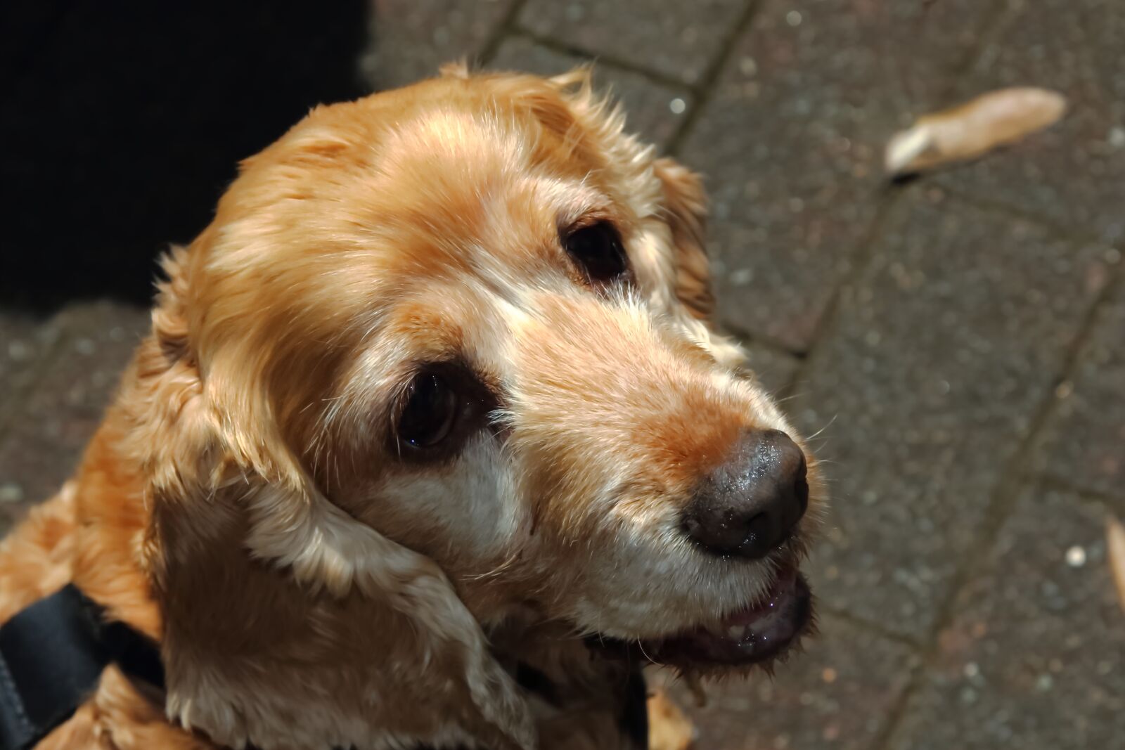 Canon EOS 7D Mark II sample photo. Dog, pet, canine photography