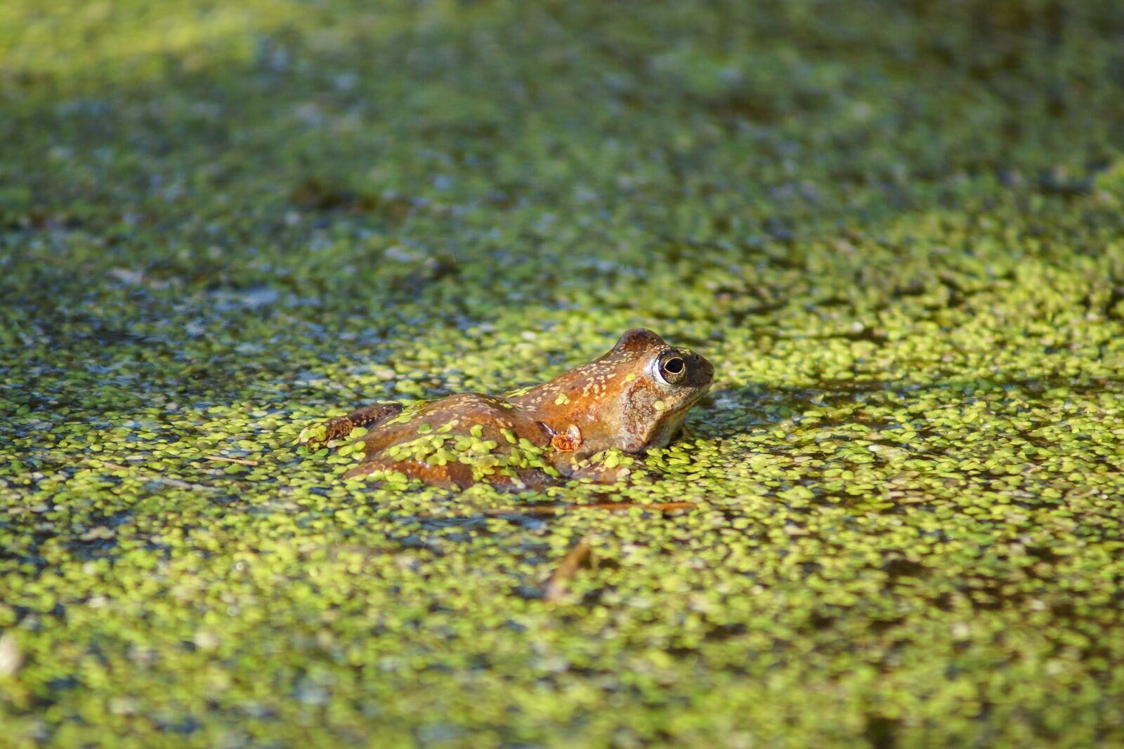 Sony SLT-A77 sample photo. Frog, grass, green photography