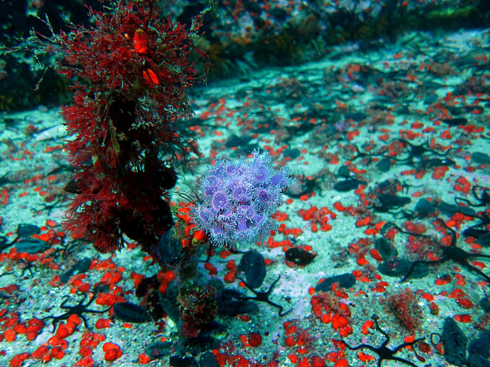 Canon PowerShot S95 sample photo. Anenome, underwater, ocean photography