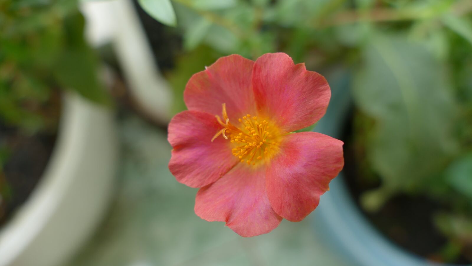 Panasonic Lumix DMC-FZ1000 sample photo. Portulaca grandiflora, flower, vietnam photography