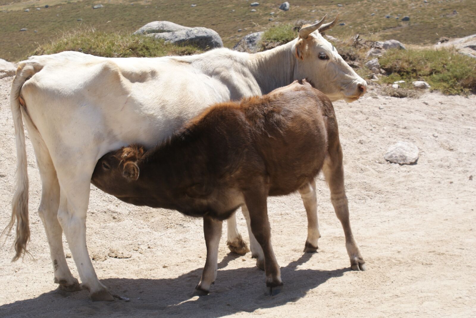 Sony Alpha DSLR-A300 sample photo. Animals, cows, ruminants photography