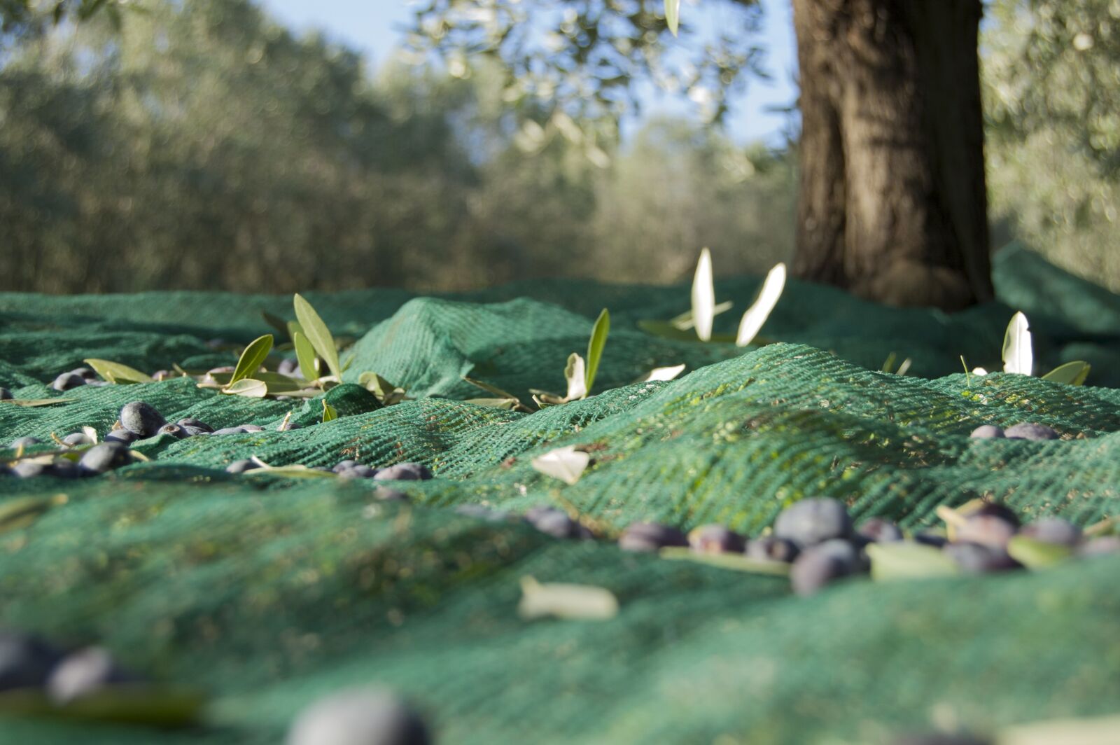 Nikon D40 sample photo. Olive harvest, oil, oliva photography