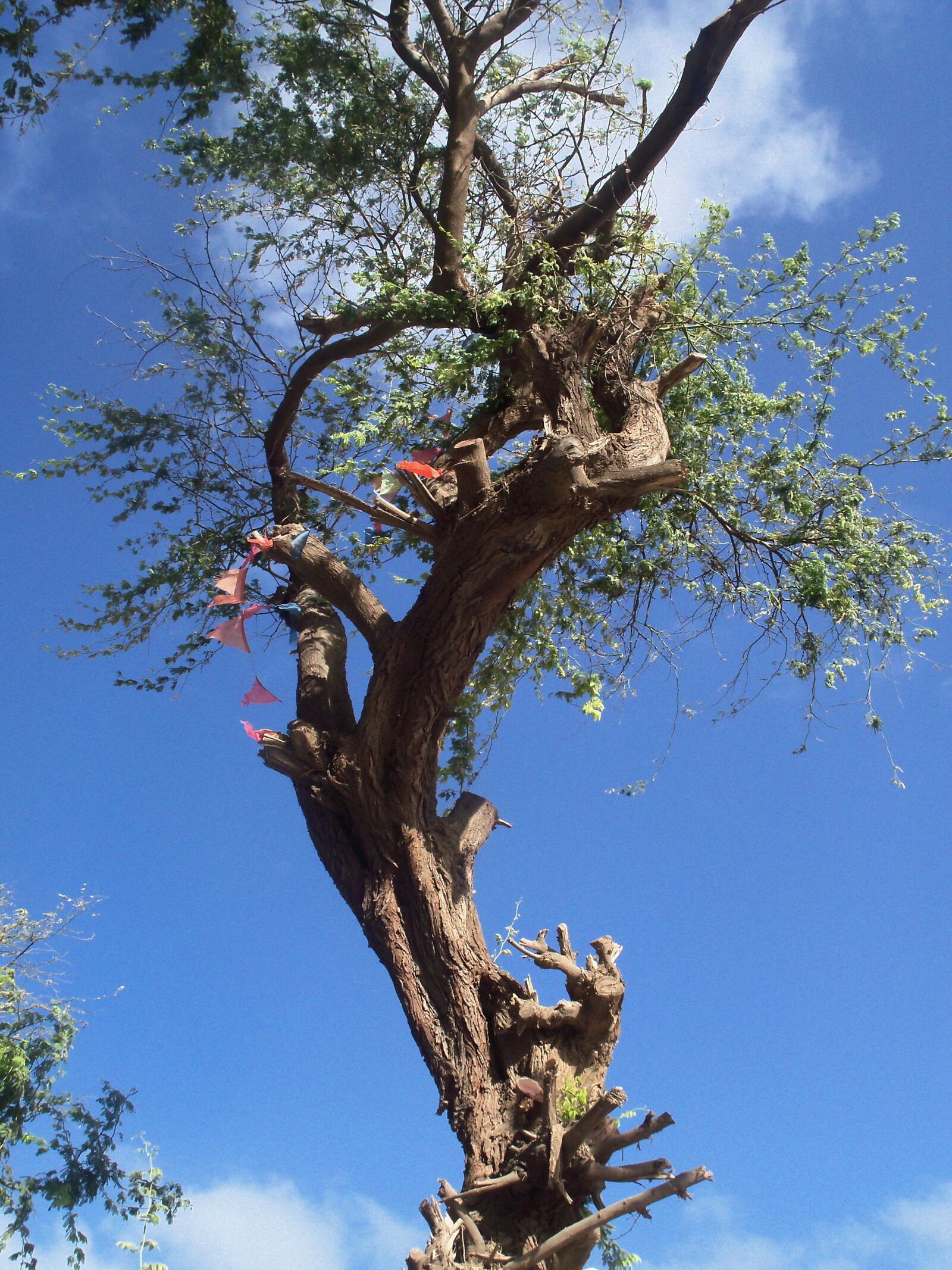 Kodak EASYSHARE M381 DIGITAL CAMERA sample photo. Tree, nature, sun photography