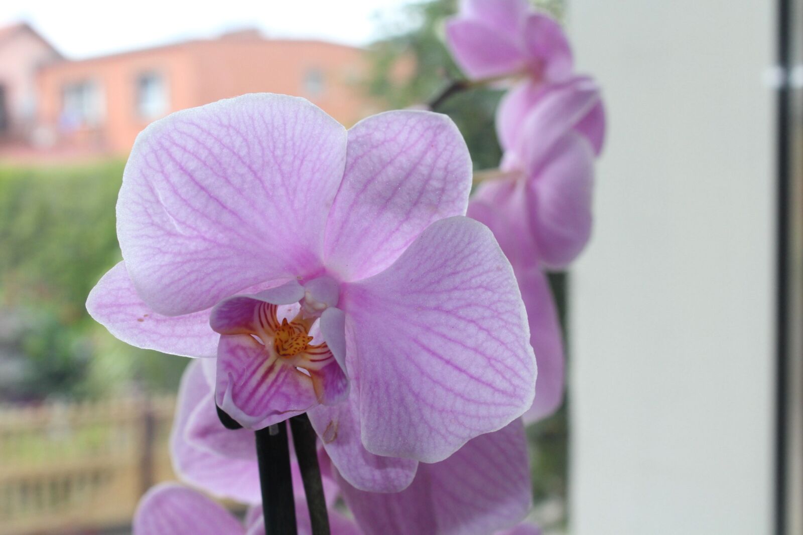 Canon EOS 1200D (EOS Rebel T5 / EOS Kiss X70 / EOS Hi) sample photo. Orchis, ornamental plant, flower photography