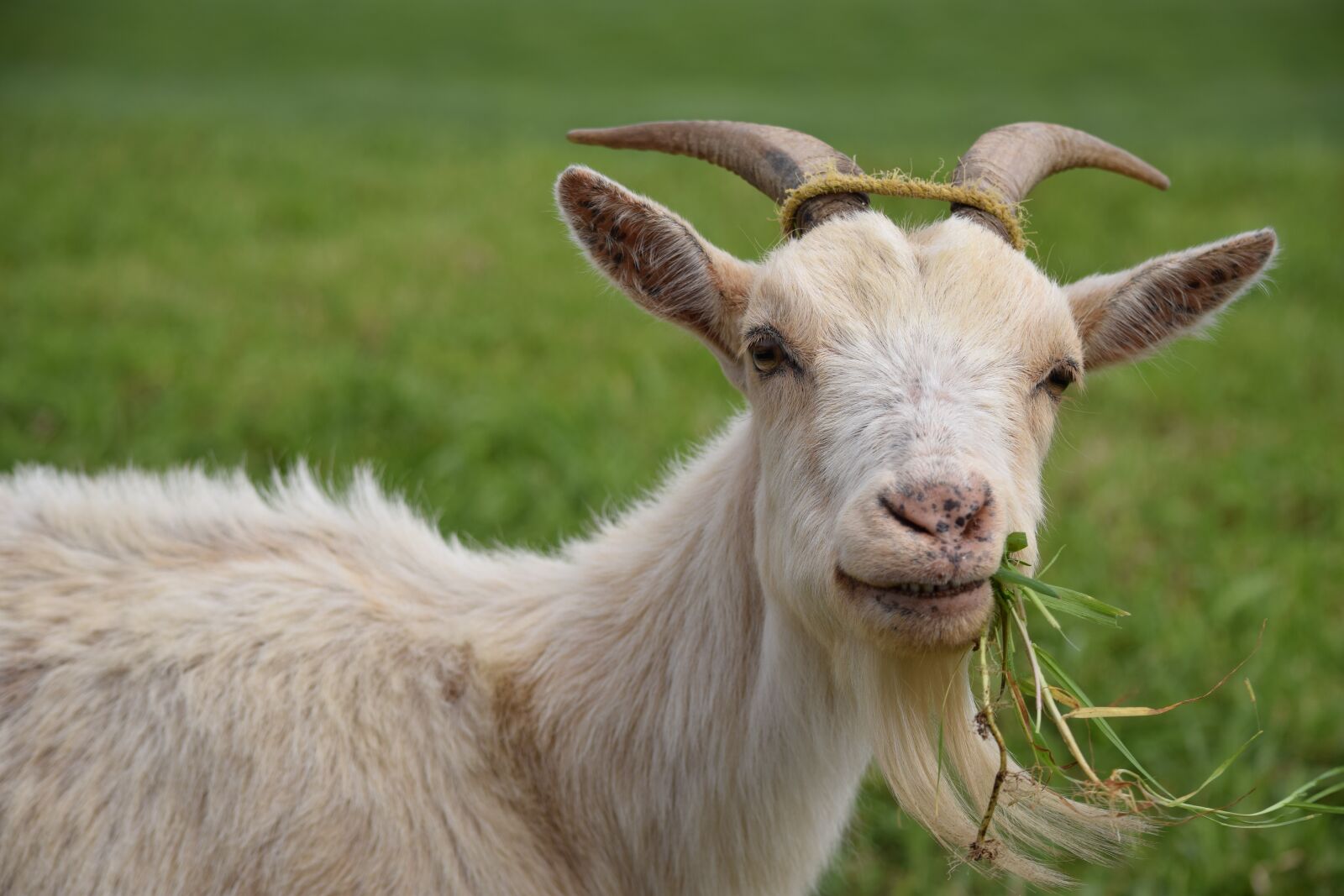 Nikon D3300 sample photo. Goat, animal, livestock photography
