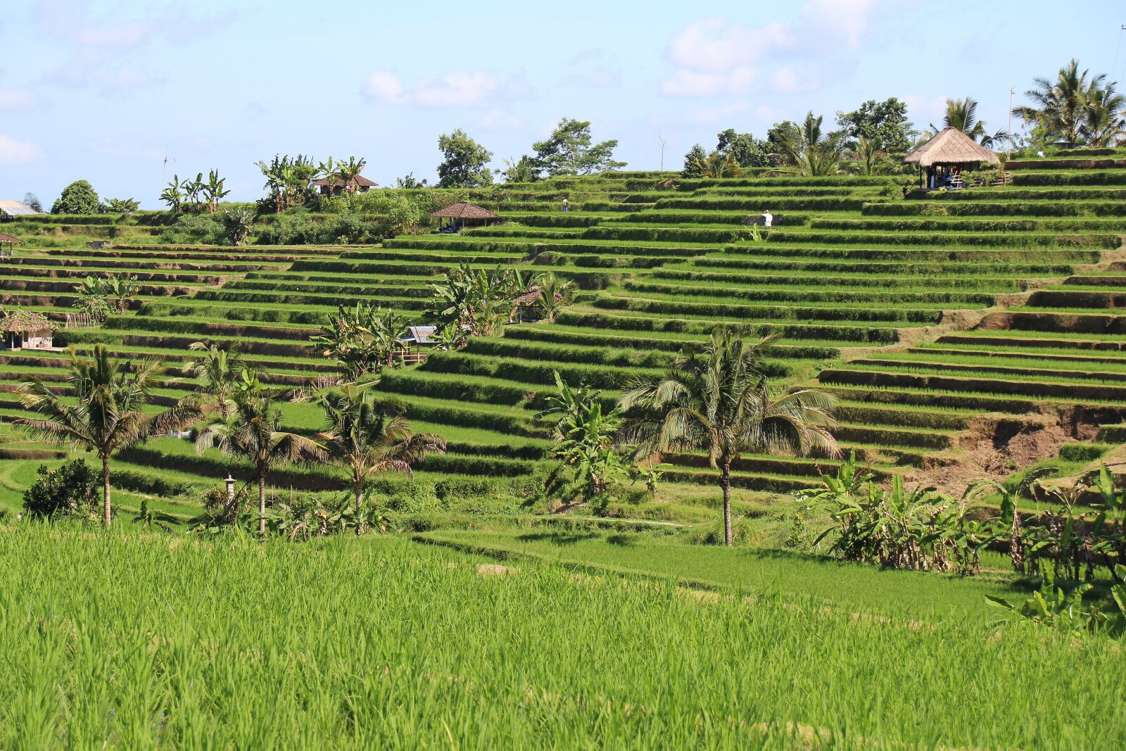 Canon EOS 700D (EOS Rebel T5i / EOS Kiss X7i) sample photo. Bali, rice fields, jatiluwih photography