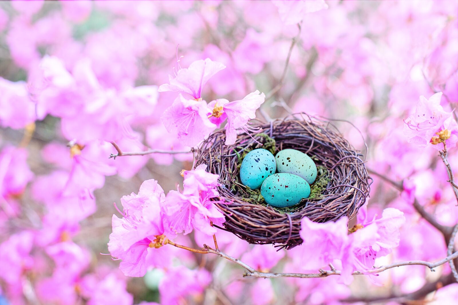 Canon EF 50mm F1.4 USM sample photo. Spring, bird's nest, eggs photography