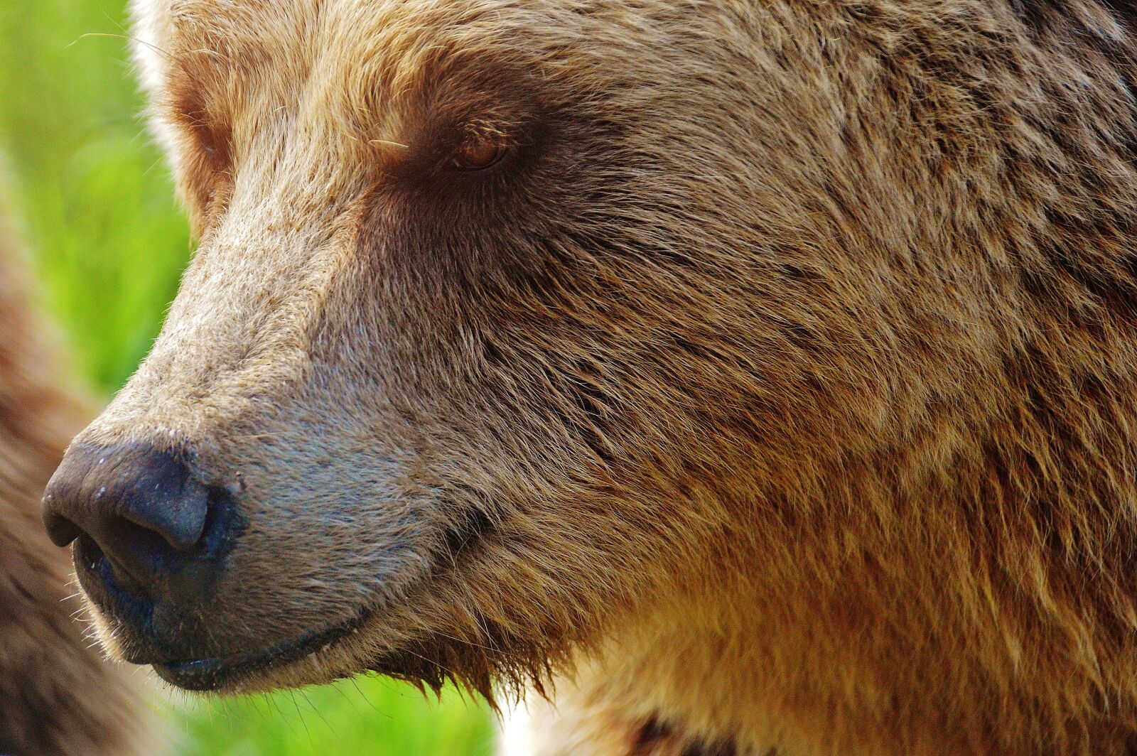 Nikon D3200 sample photo. European brown bear, wild photography