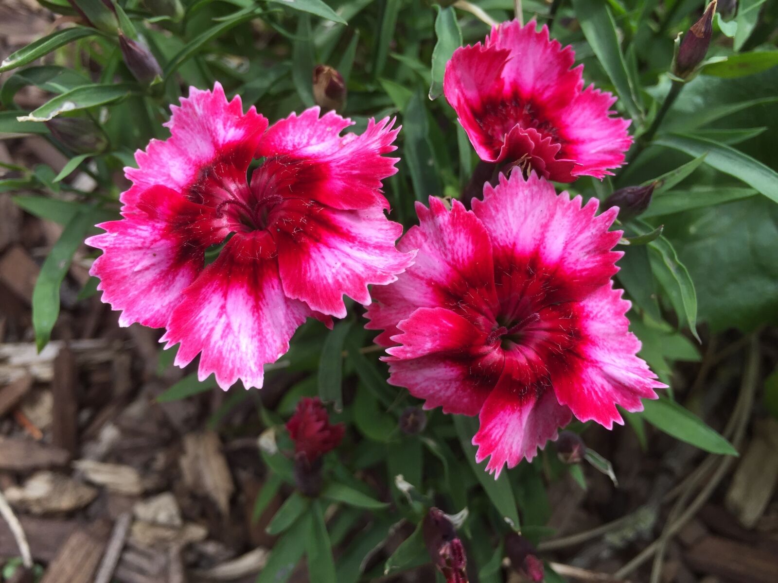 iPhone 6 Plus back camera 4.15mm f/2.2 sample photo. Flower, œillet, plants photography