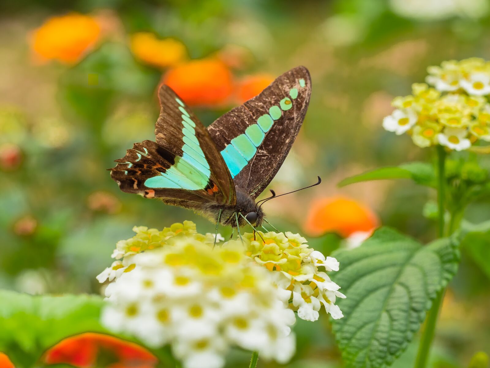 Olympus OM-D E-M1 Mark II sample photo. Flowers, butterflies, nectar photography