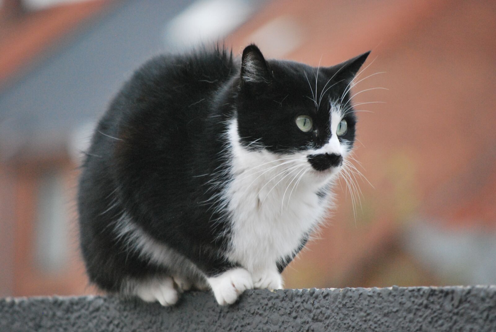 Nikon D60 sample photo. Animal, kitten, cat photography