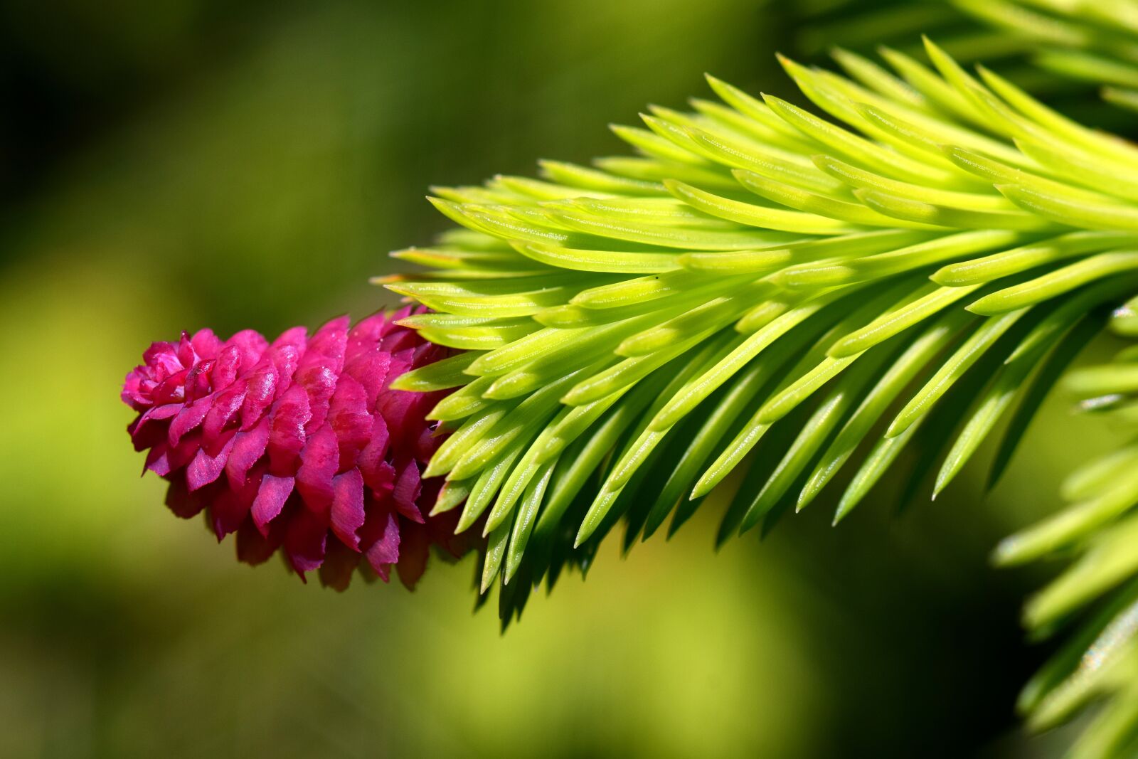 Nikon D3300 sample photo. Spruce, cones spruce, tap photography