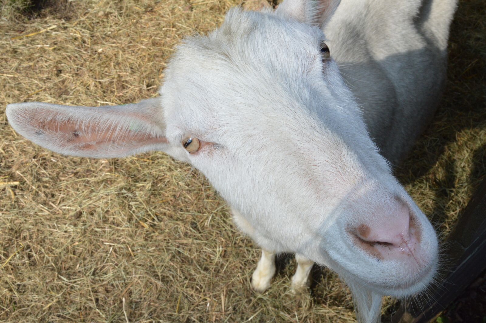 Nikon D3200 sample photo. Dutch melkgeit, goat, cattle photography