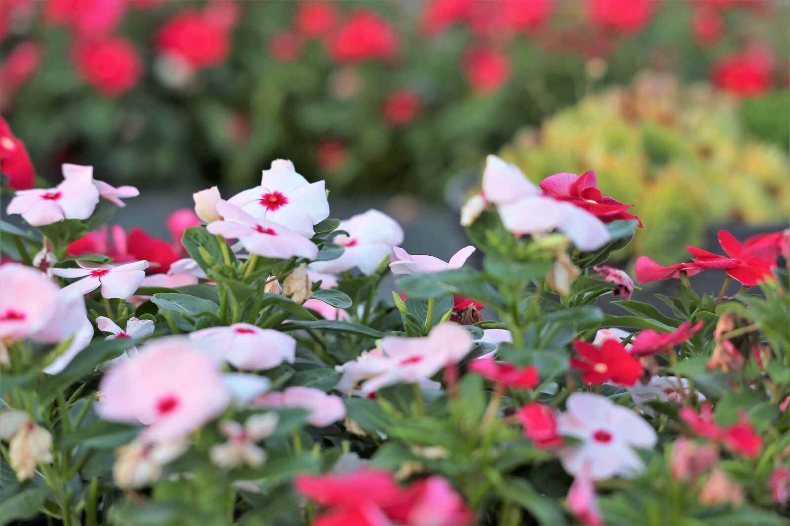 Canon EF 70-300 F4-5.6 IS II USM sample photo. Periwinkle, catharanthus roseus, flowers photography