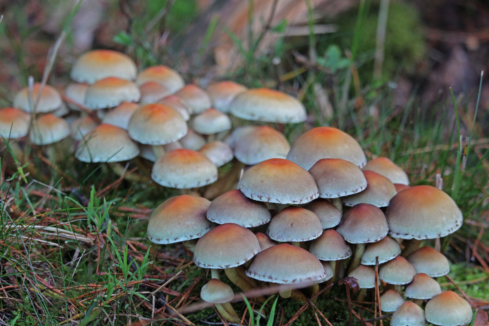 Canon EF-S 55-250mm F4-5.6 IS STM sample photo. Mushrooms, forest mushrooms, toxic photography