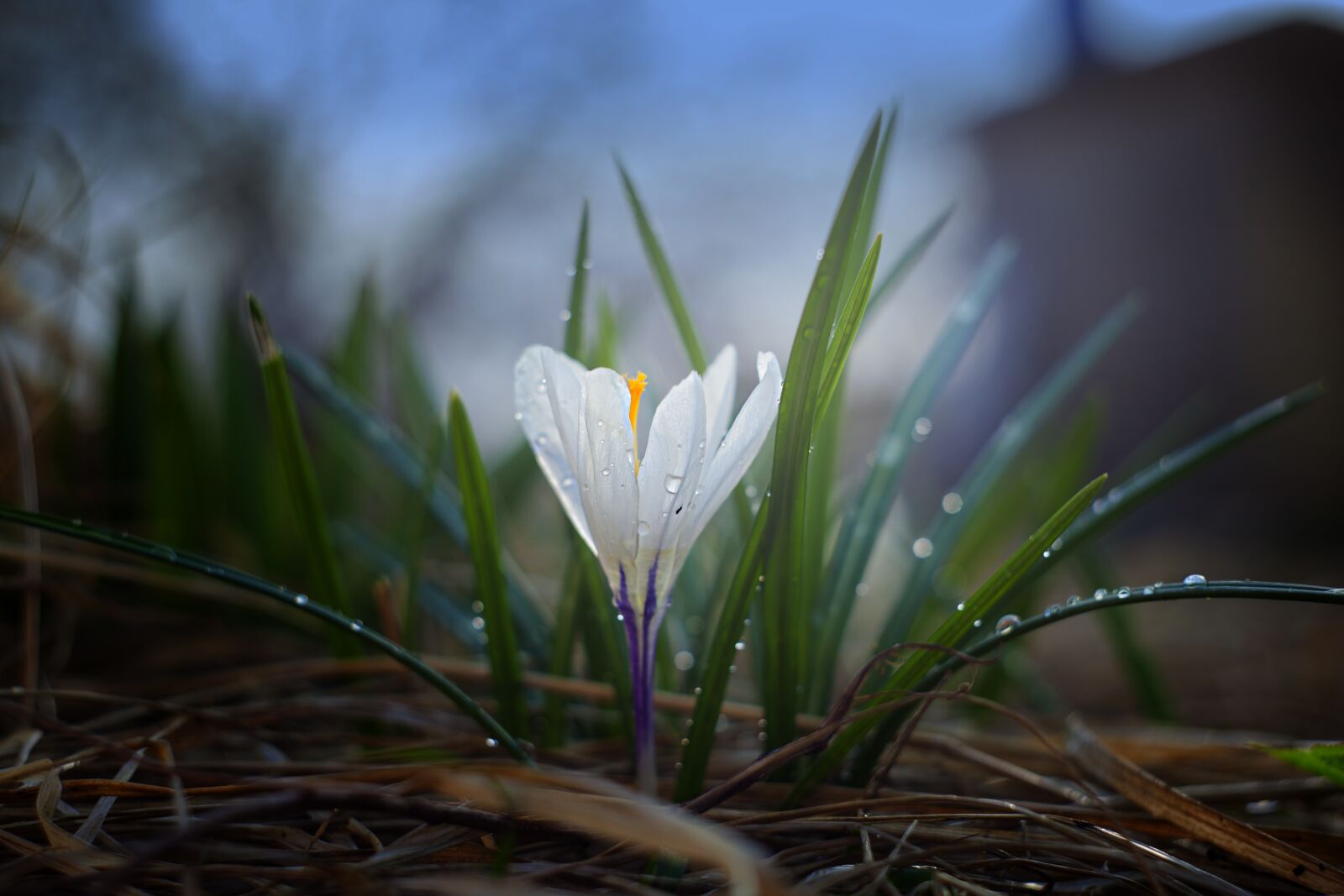 Canon EOS 5D Mark II sample photo. Nature, crocus, plant photography