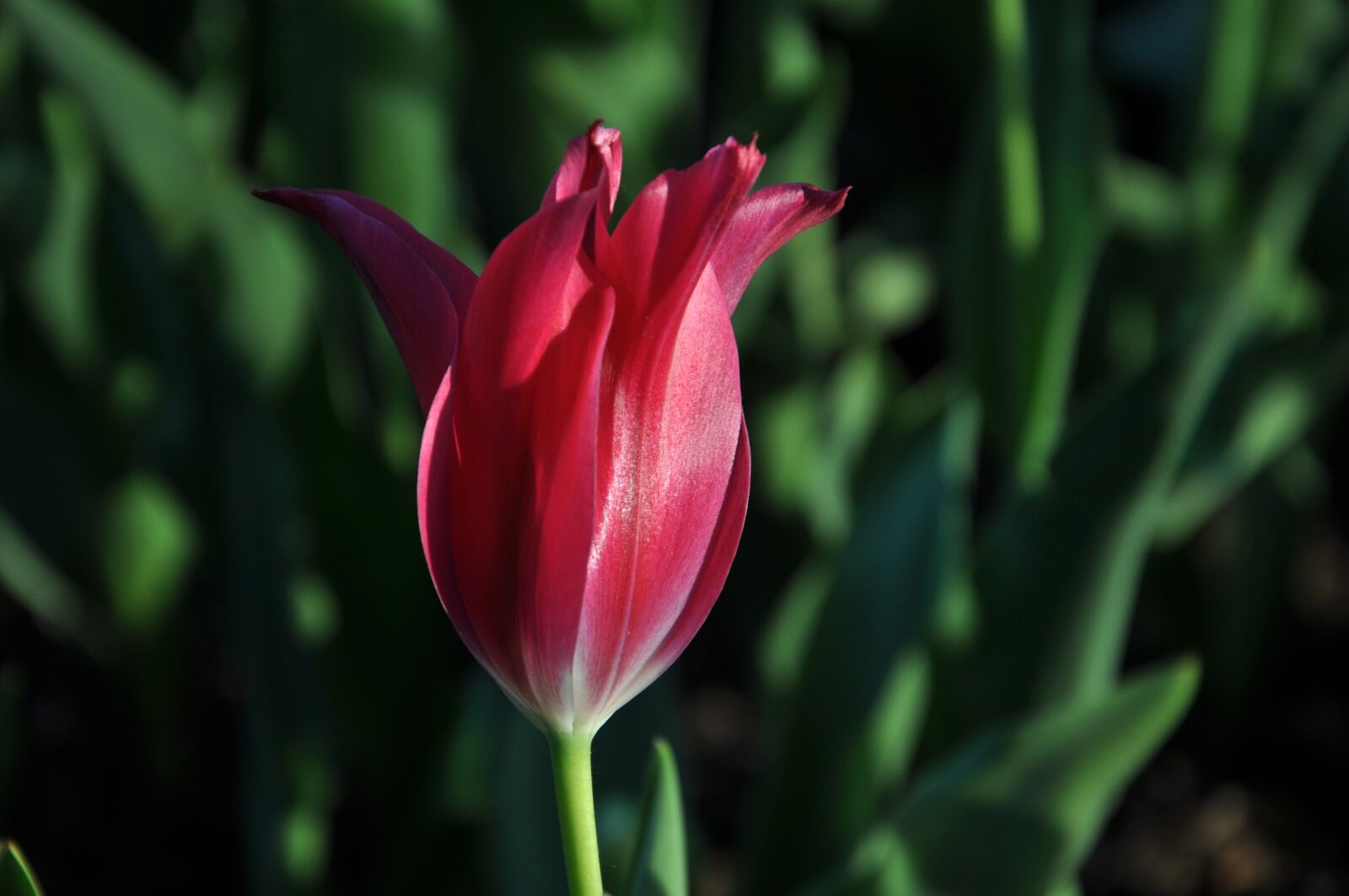 Nikon D90 sample photo. Flowers, flora, tulips photography