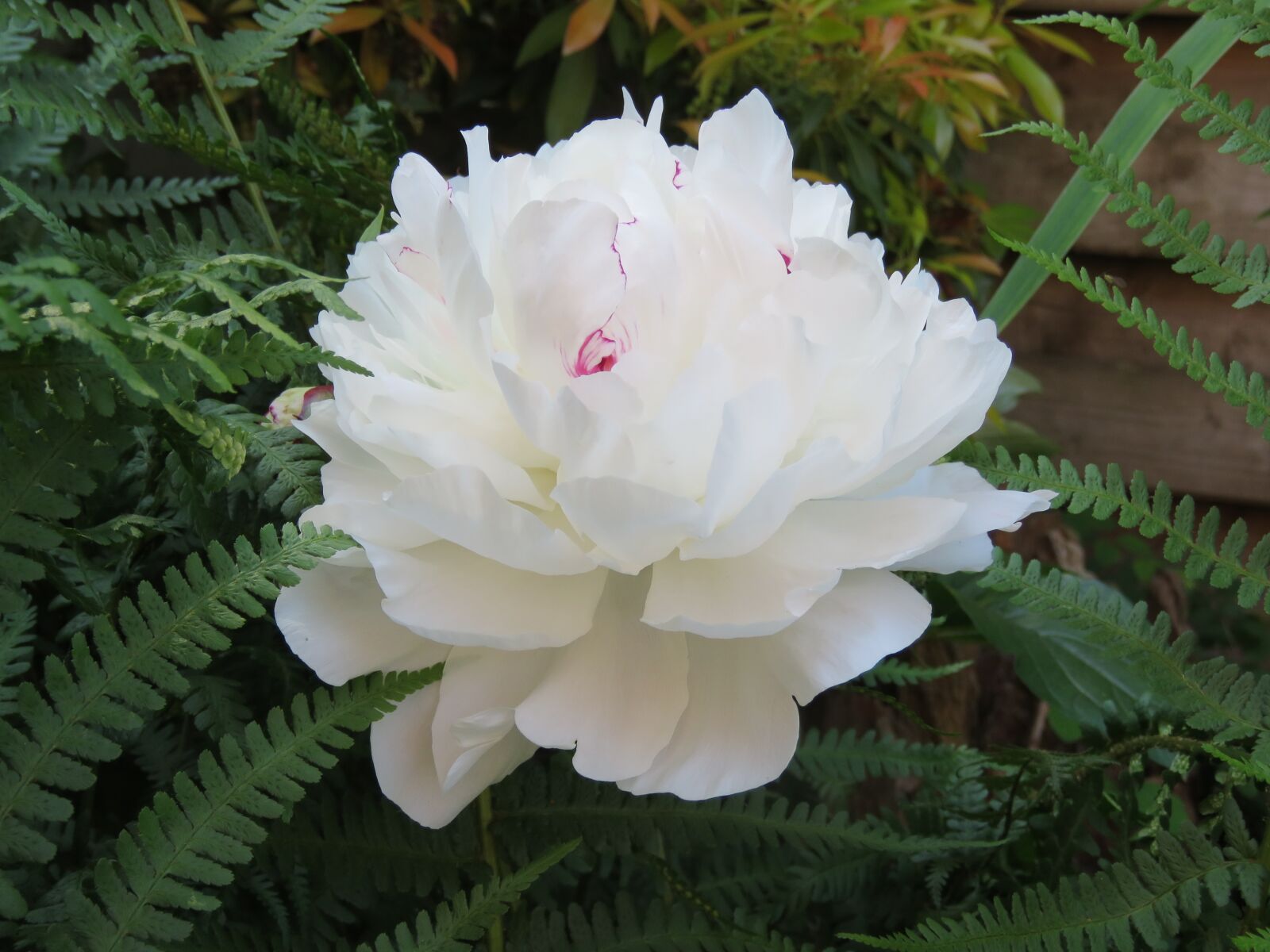 Canon PowerShot SX60 HS sample photo. Peony, white, garden photography