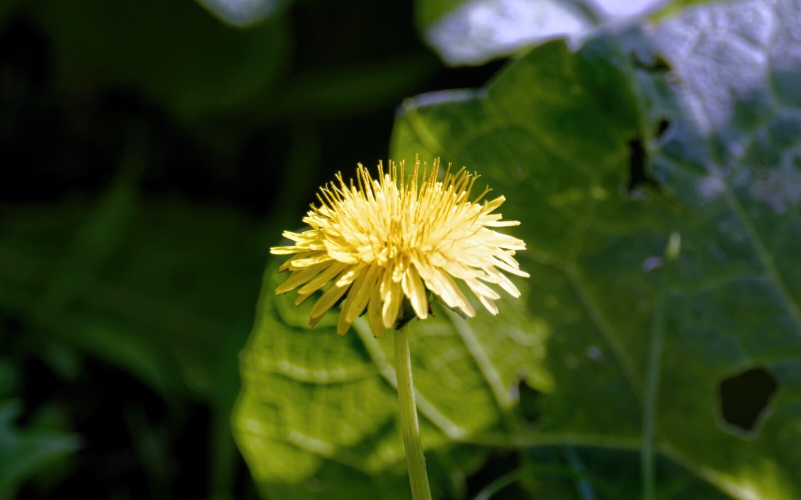 Nikon D5300 sample photo. Flower, dandelion, yellow photography