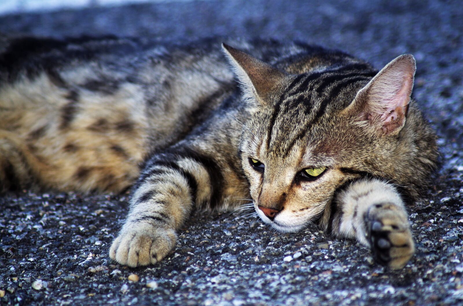 Pentax K-50 sample photo. Cat, cat european, calico photography