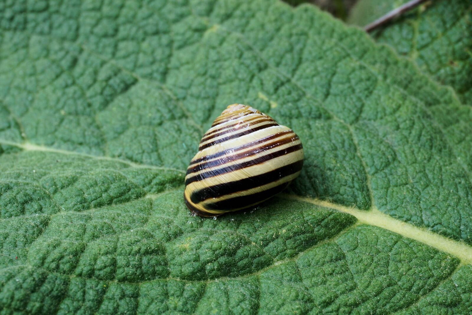 Sony a6000 sample photo. Snail, garden, shell photography