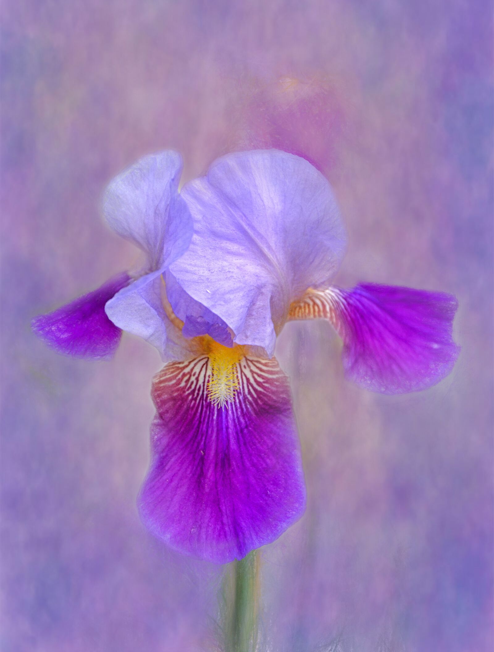 Nikon D5100 sample photo. Iris, flower, painting photography