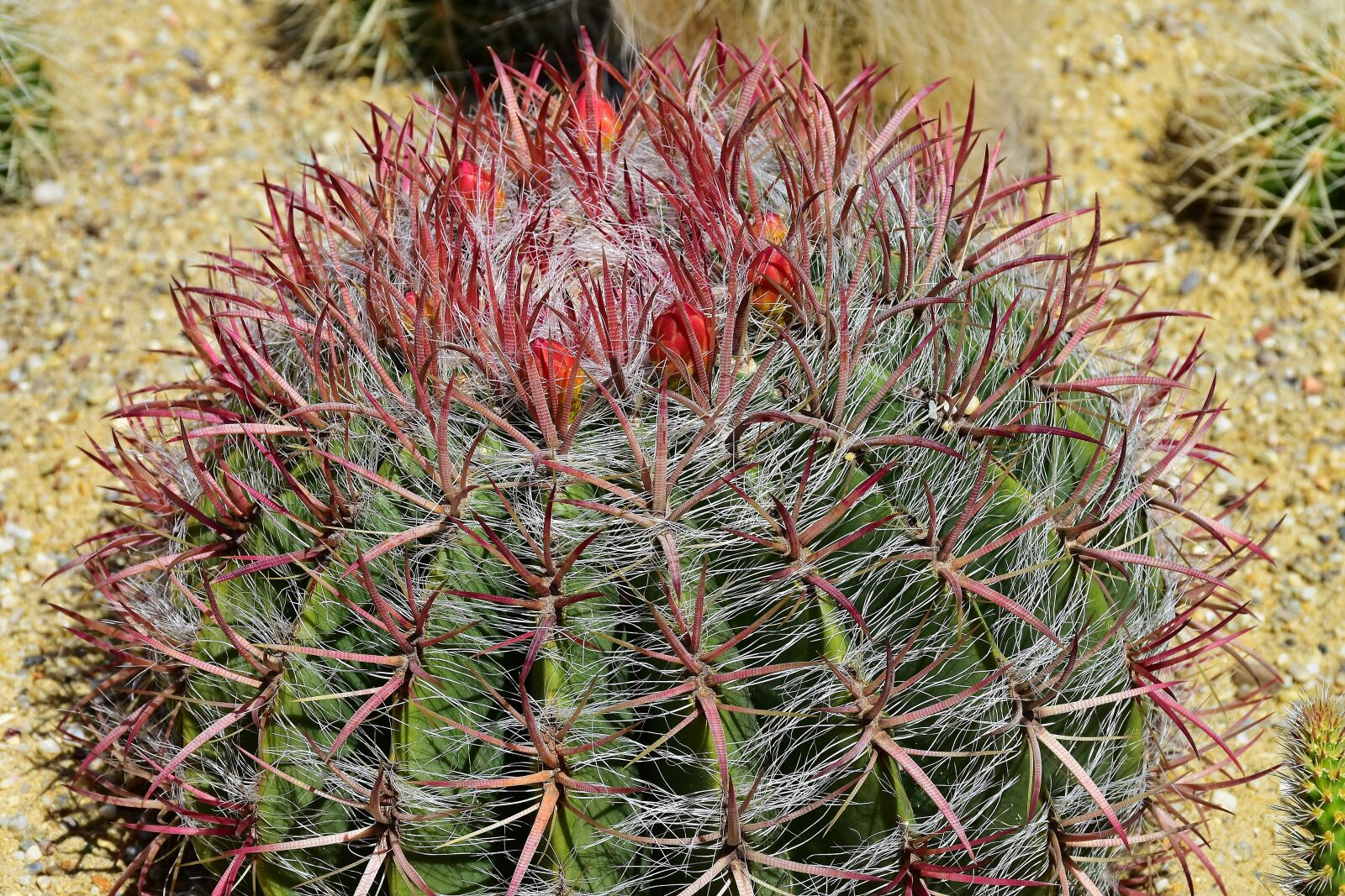 Nikon D7200 sample photo. Cactus, ball cactus, flowers photography