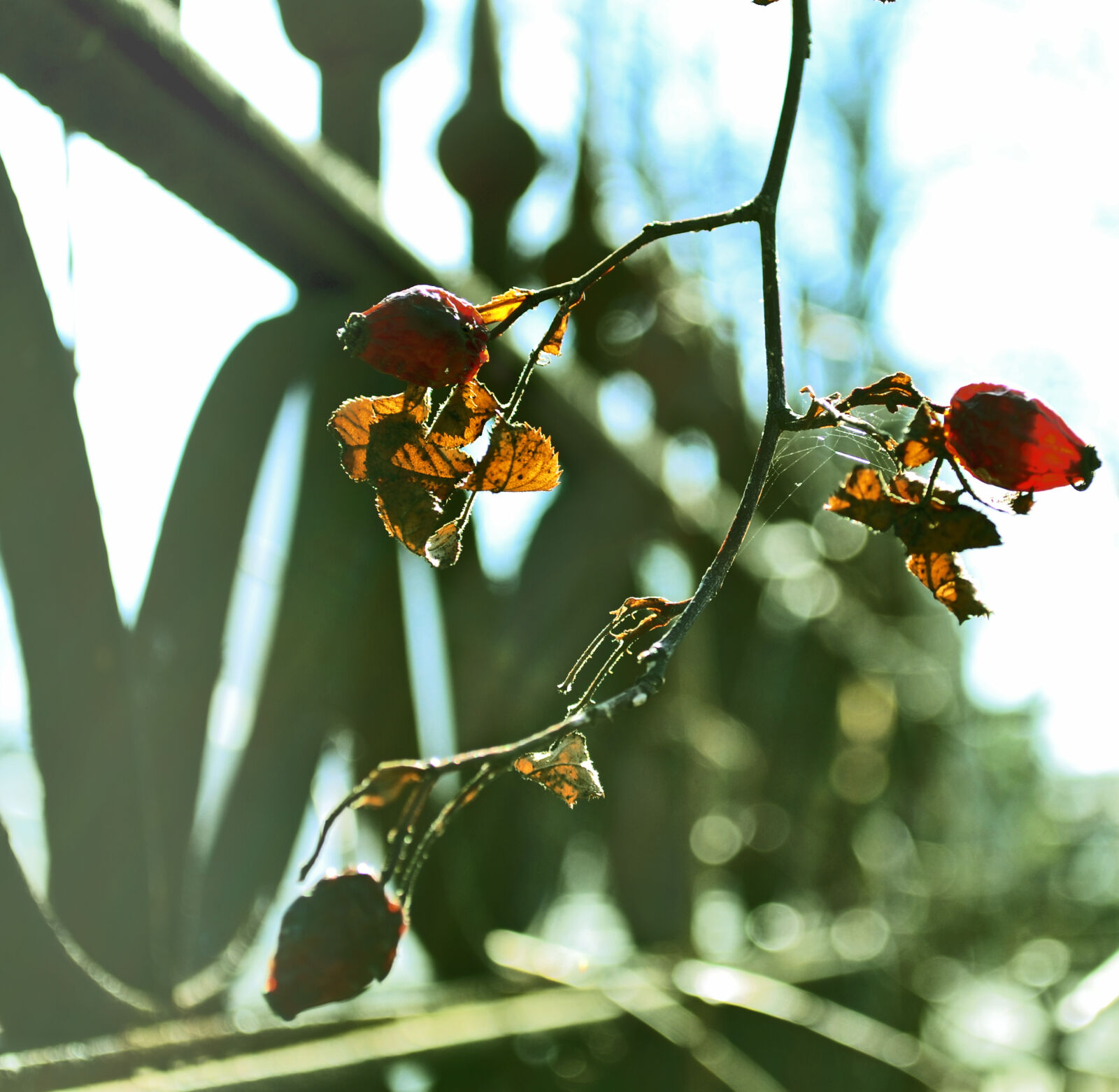 Nikon D3100 sample photo. Autumn, cemetery, dried, fruit photography