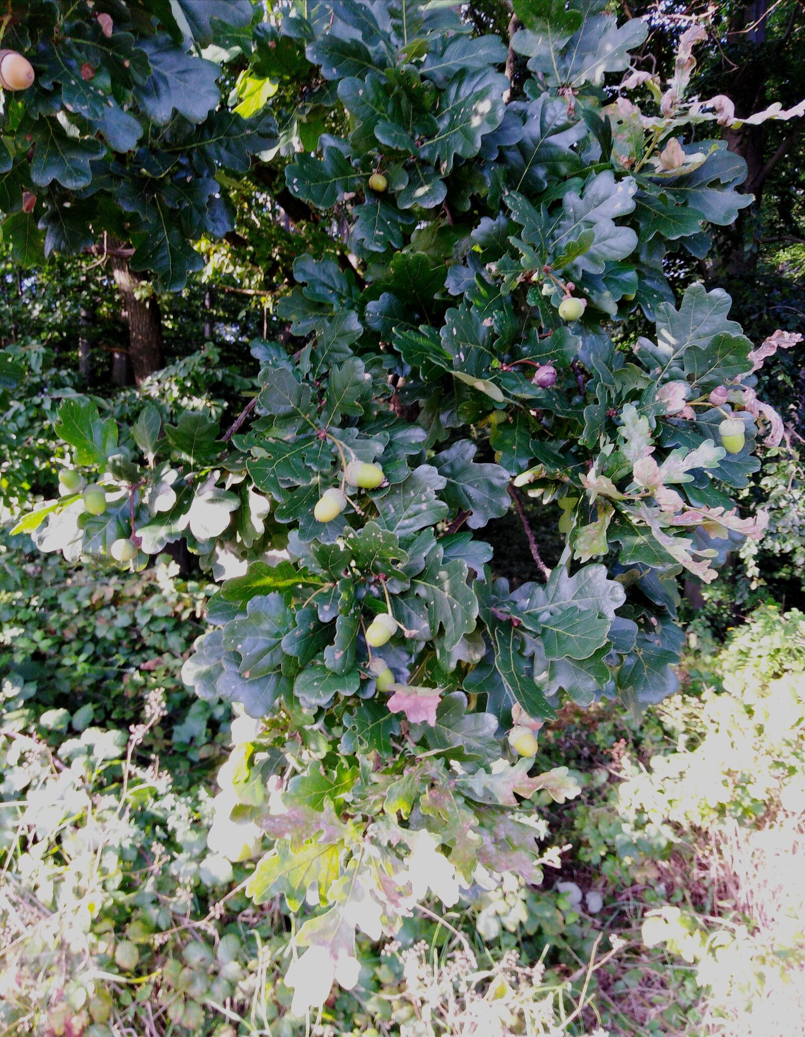 HUAWEI Y6 PRIME 2018 sample photo. Tree, green, wood photography