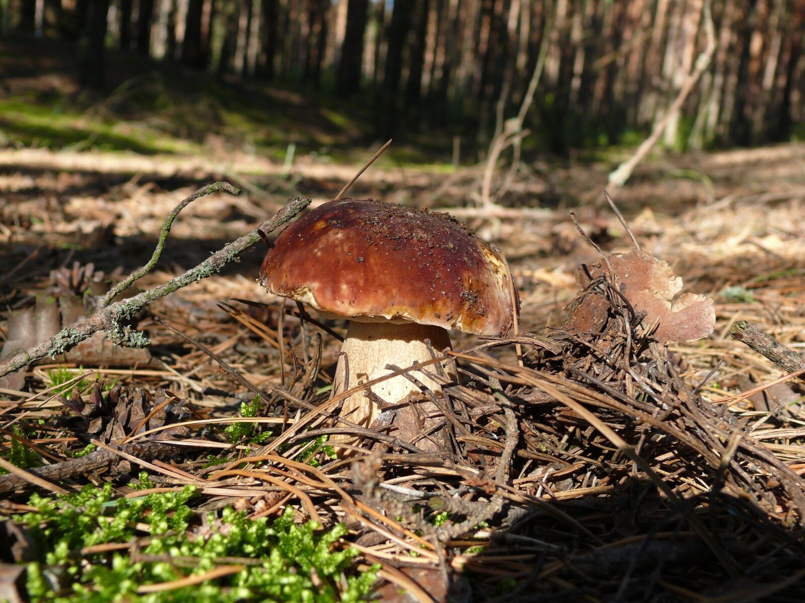 Panasonic DMC-FZ50 sample photo. Mushroom, boletus, summer photography